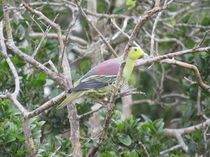 Sri Lanka Green-Pigeon