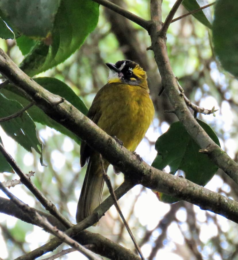 Yellow-eared Bulbul