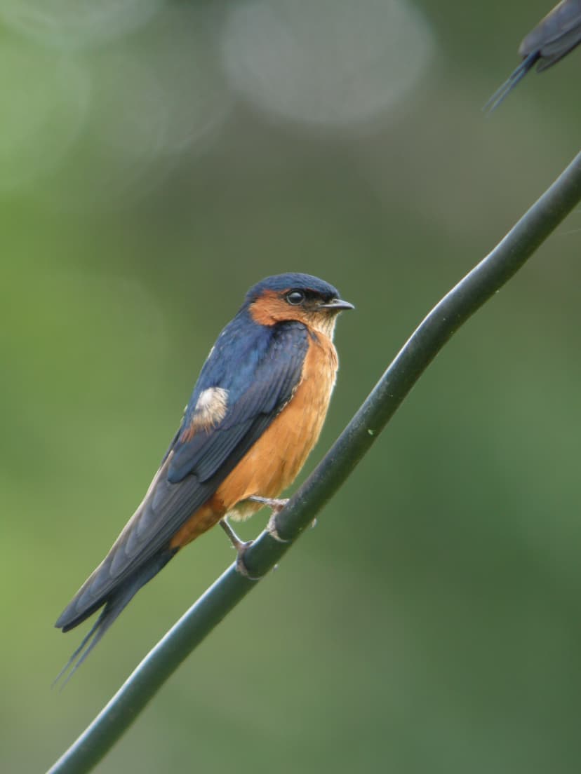 Sri Lanka Swallow