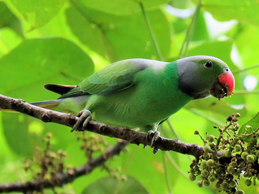  Layard's Parakeet