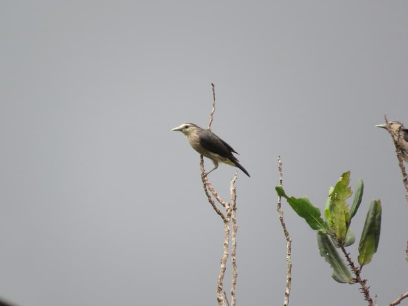 White-faced Starling