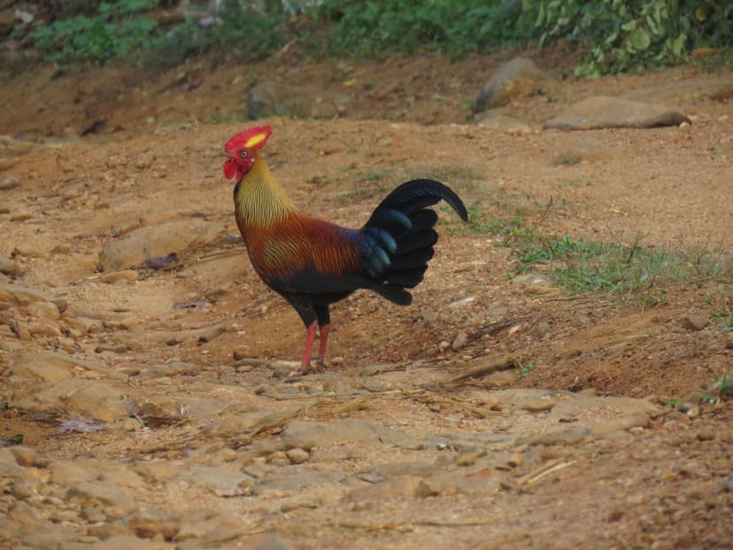 Sri Lanka Junglefowl