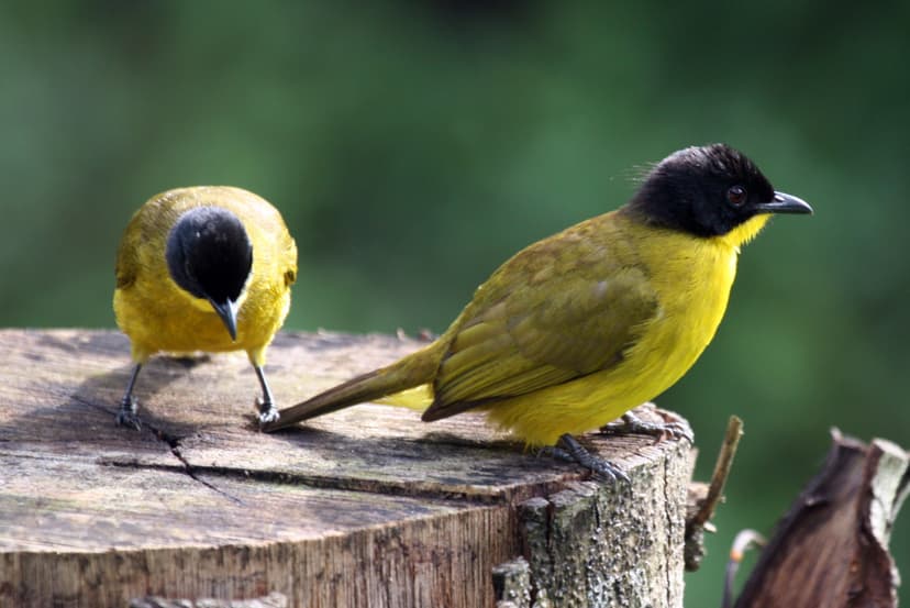  Black-capped Bulbul
