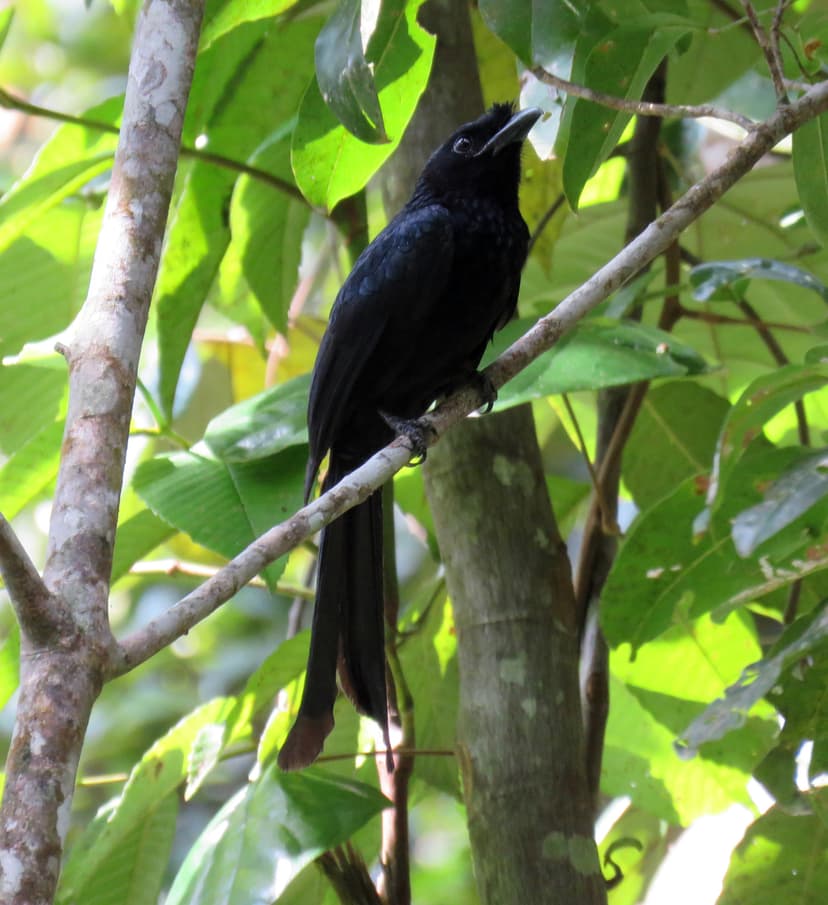  Sri Lanka Drongo