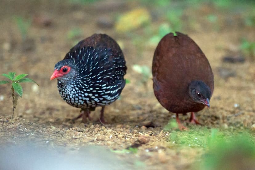  Sri Lanka Spurfowl