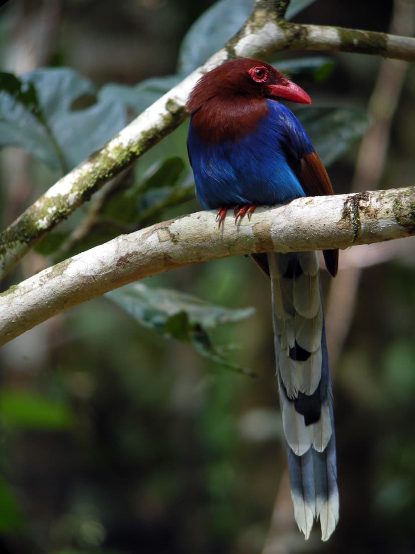  Sri Lanka Blue-Magpie