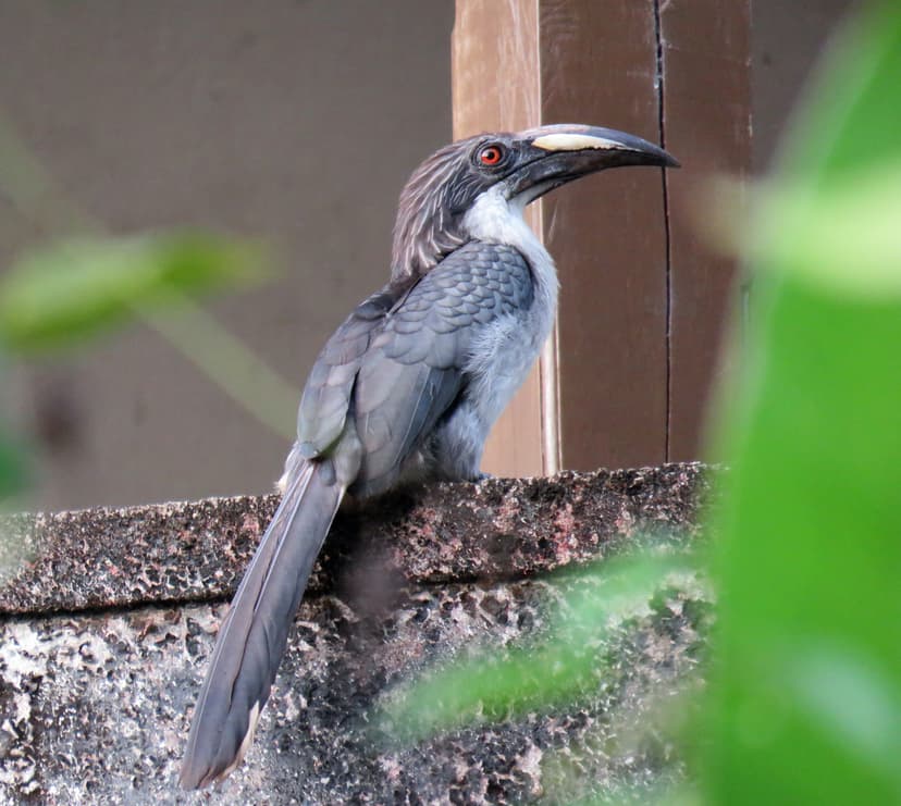  Sri Lanka Gray Hornbill