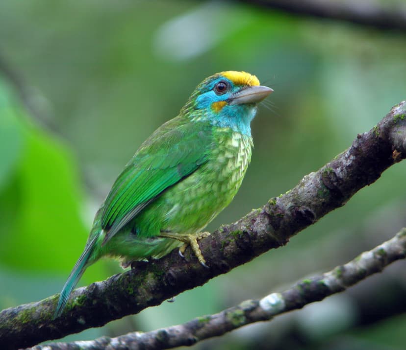  Yellow-fronted Barbet