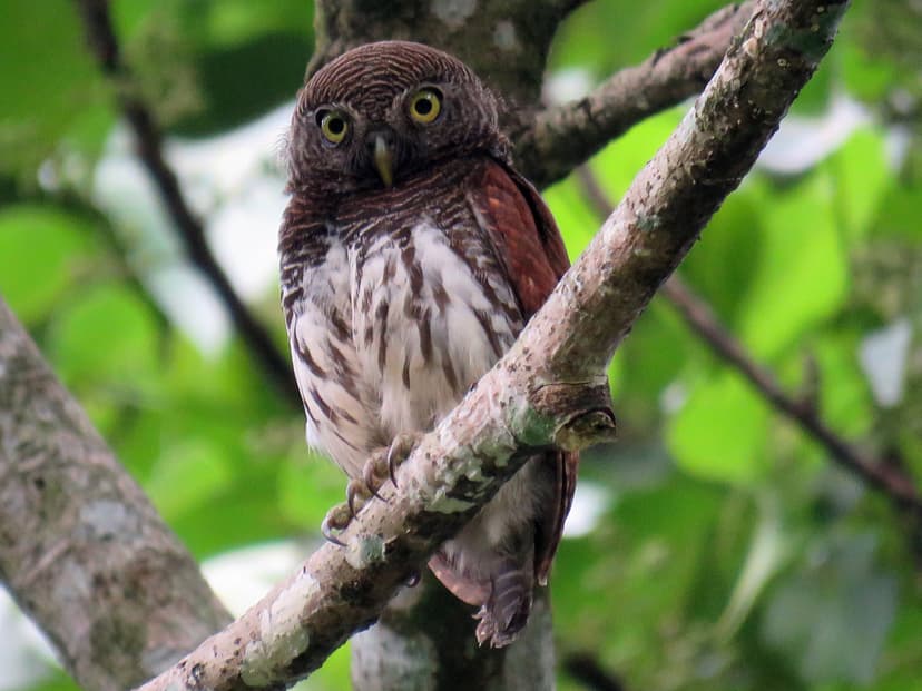  Chestnut-backed Owlet