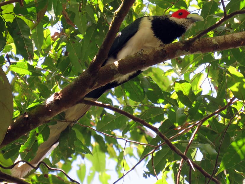  Red-faced Malkoha