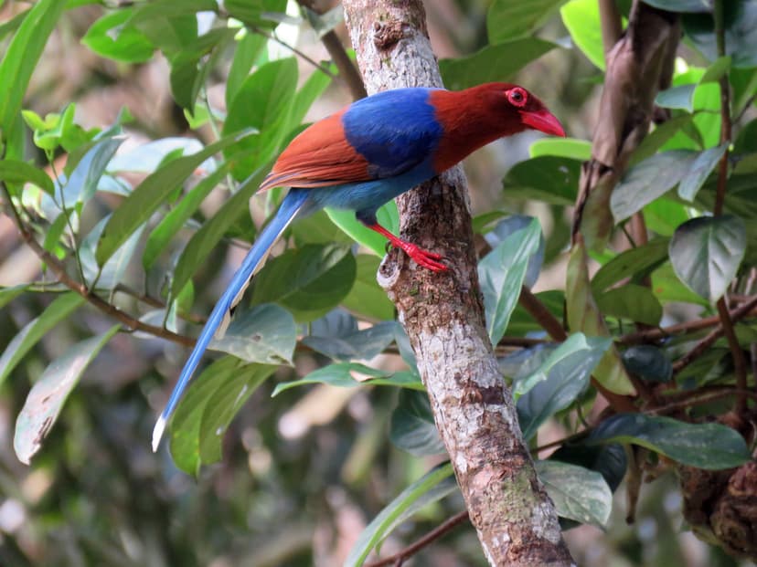 Sri Lanka Blue Magpie
