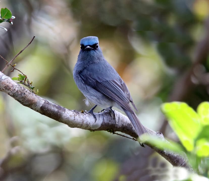  Dull-blue Flycatcher