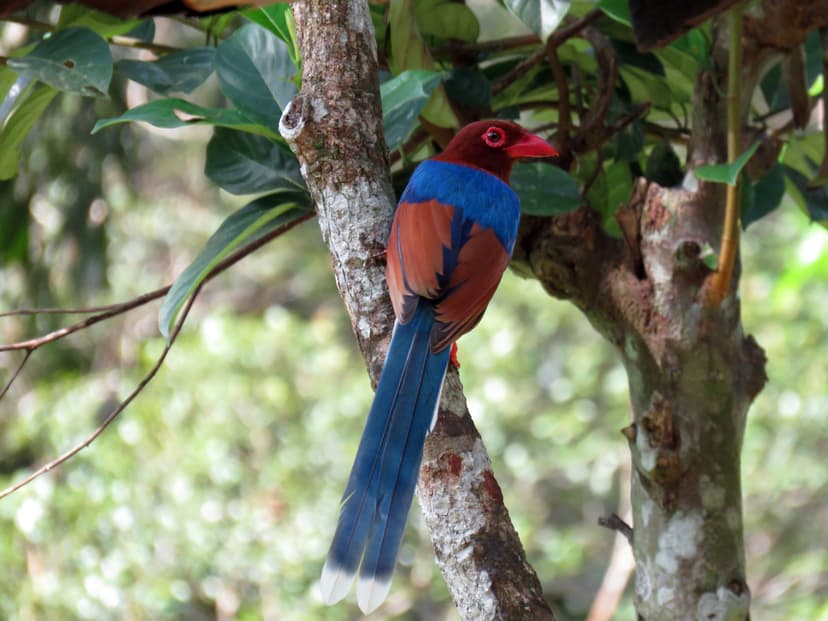 Sri Lanka Blue Magpie