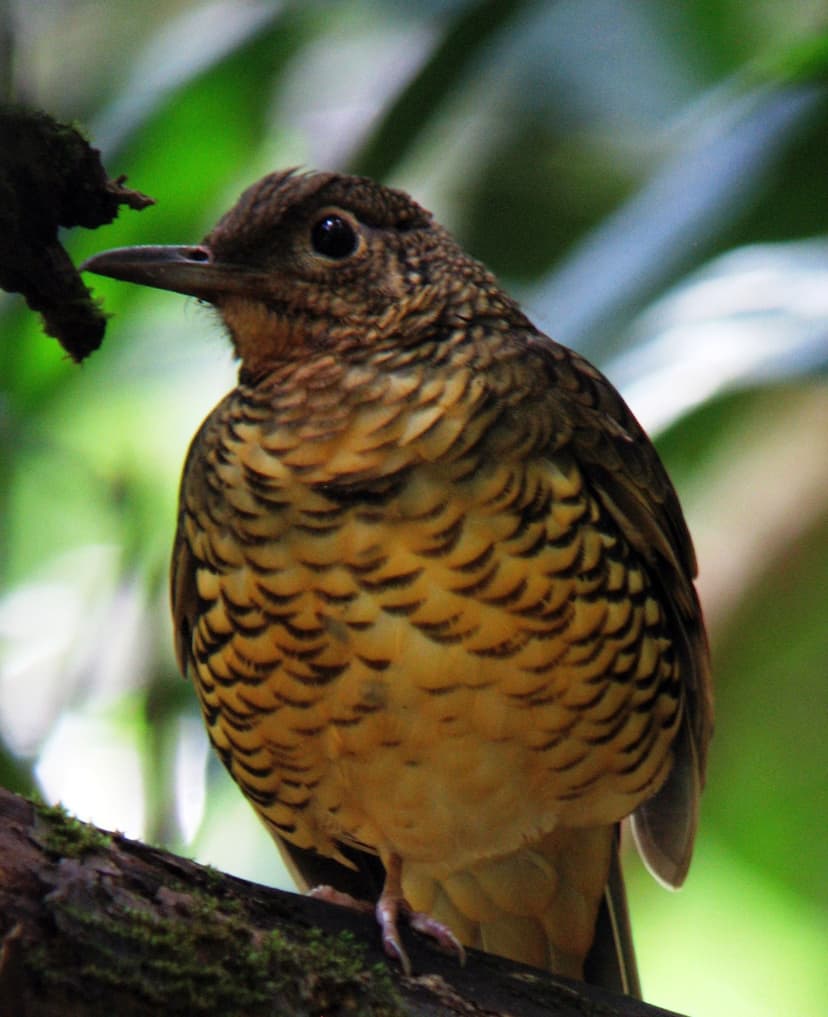 Sri Lanka Thrush