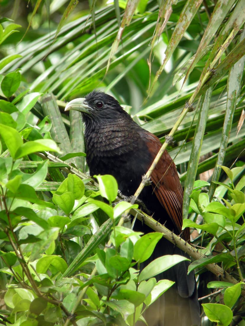 Green-billed Coucal
