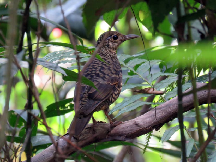 Sri Lanka Thrush