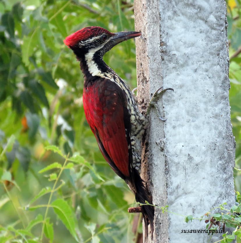 Red-backed Flameback