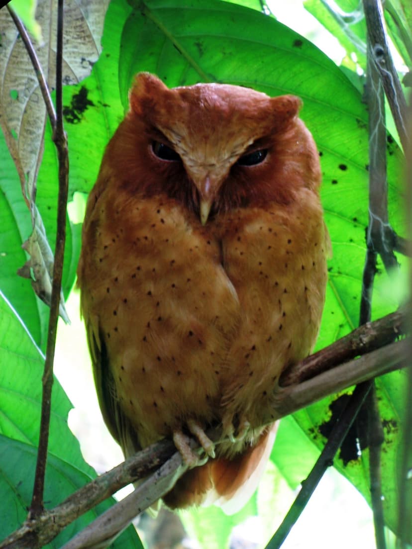 Serendib Scops-Owl