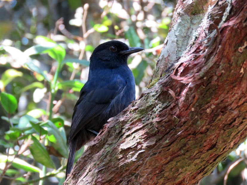 Sri Lanka Whistling-Thrush