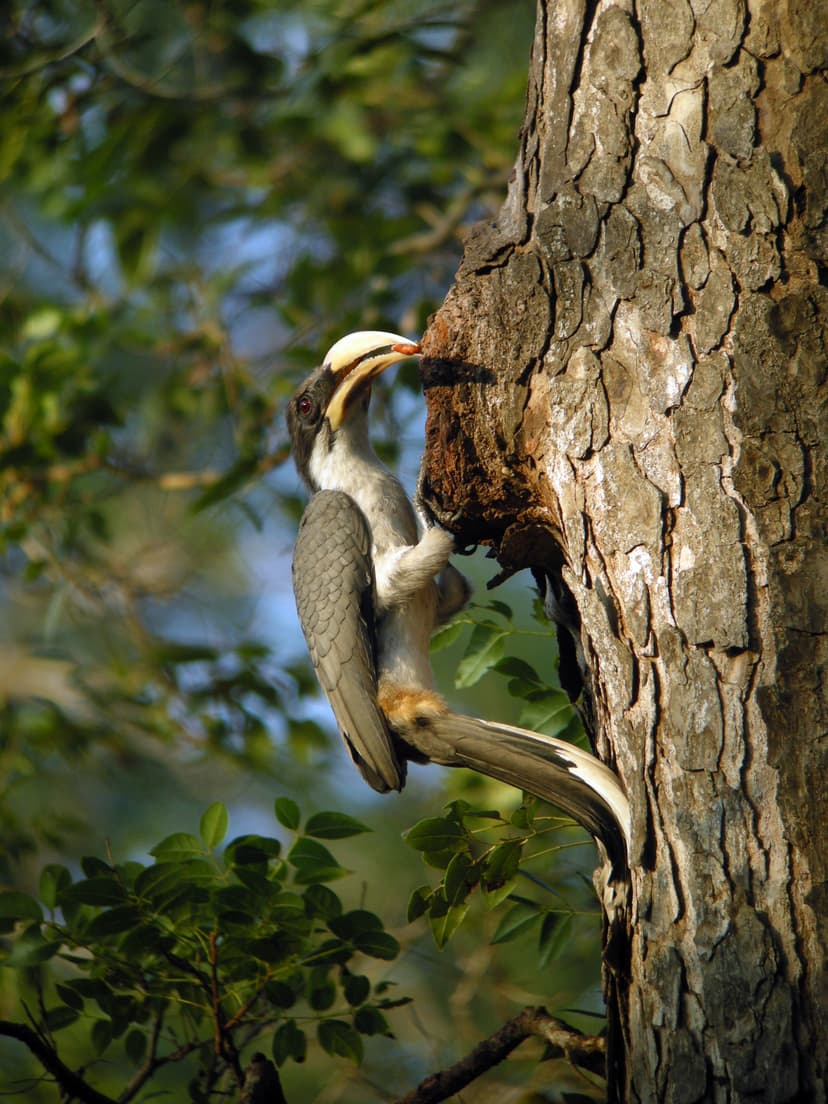 Sri Lanka Gray Hornbill