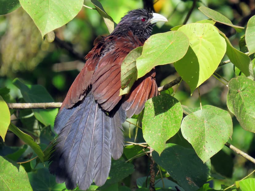 Green-billed Coucal