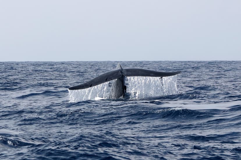 Blue Whale