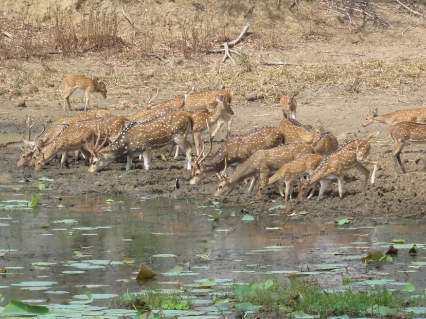 Spotted Deer