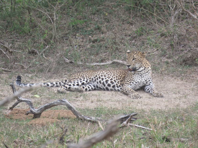 Leopard