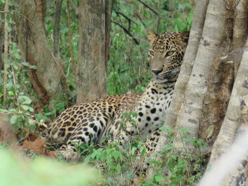 Leopard