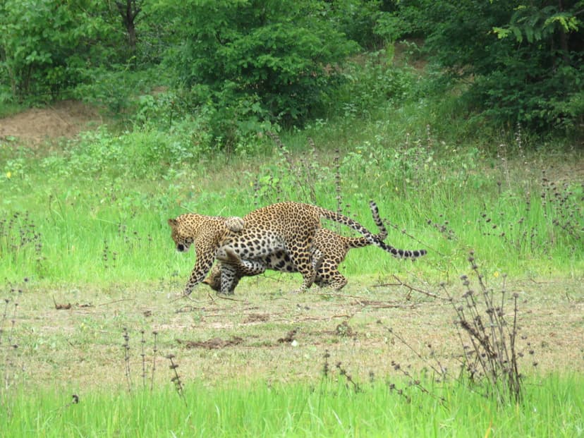 Leopard