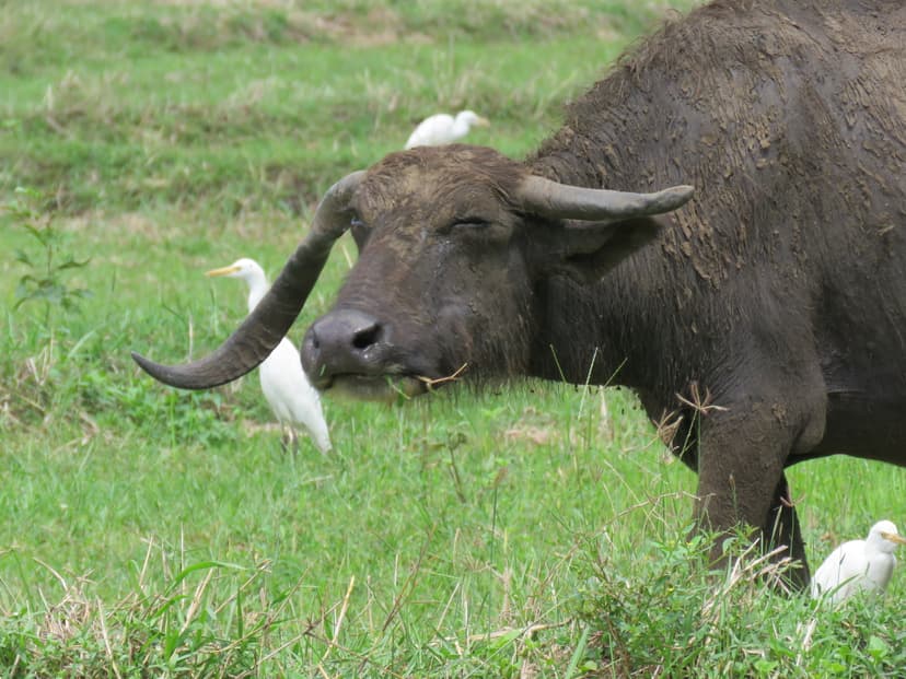  Indian Buffalo