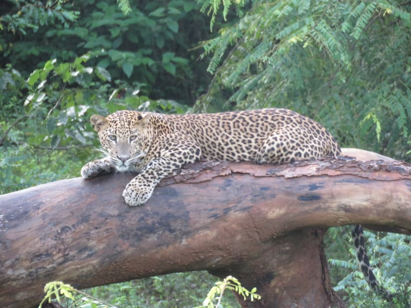 Leopard