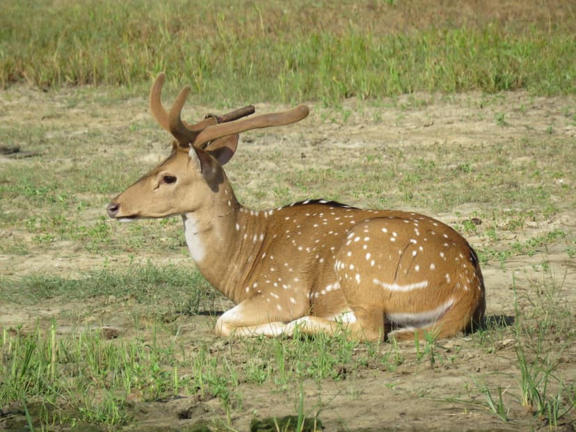  Spotted Deer