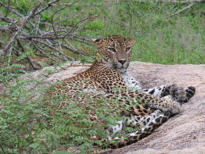 Leopard