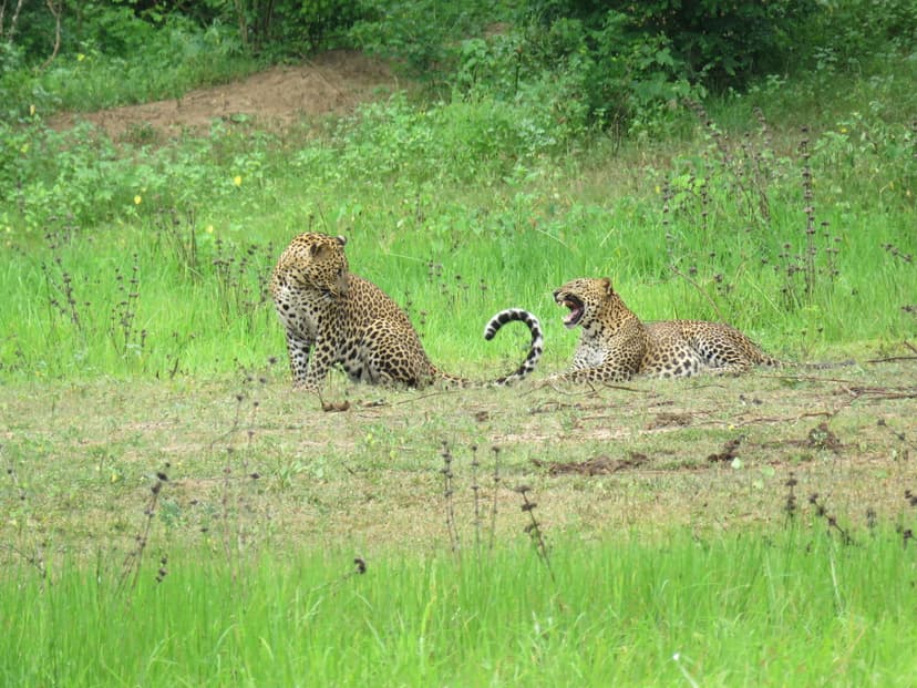 Leopard