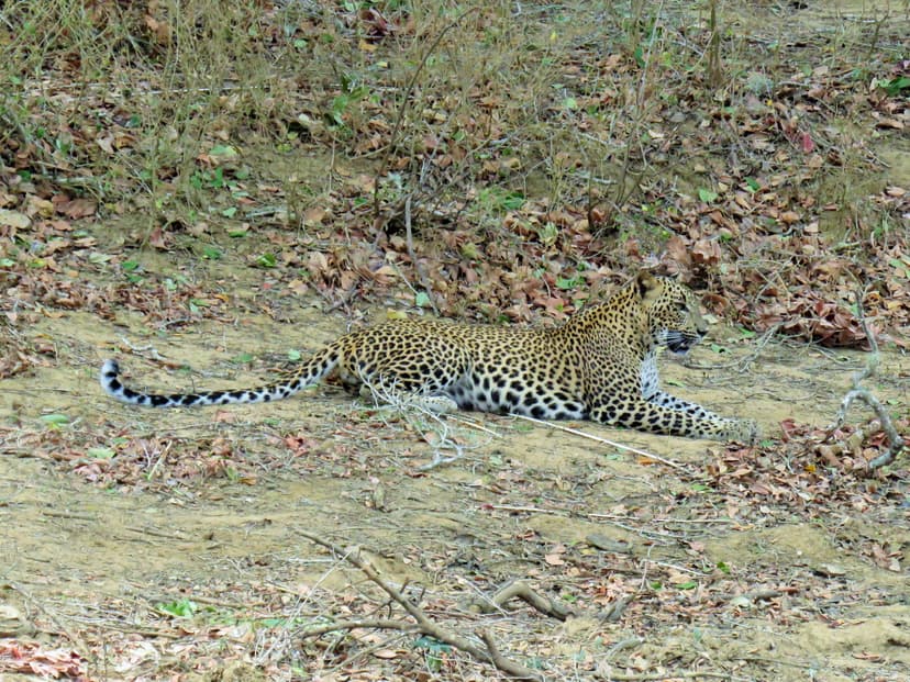 Leopard