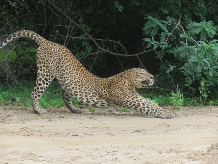 Leopard