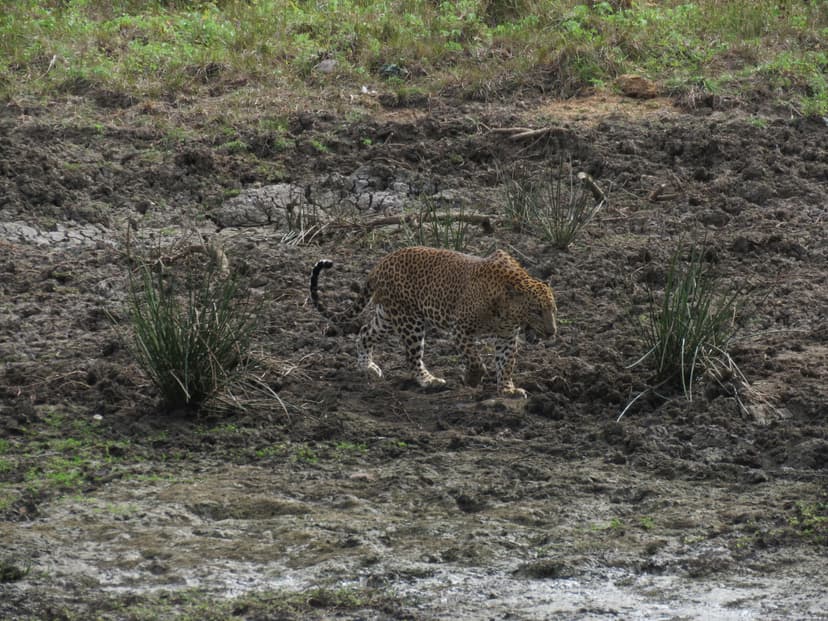 Leopard