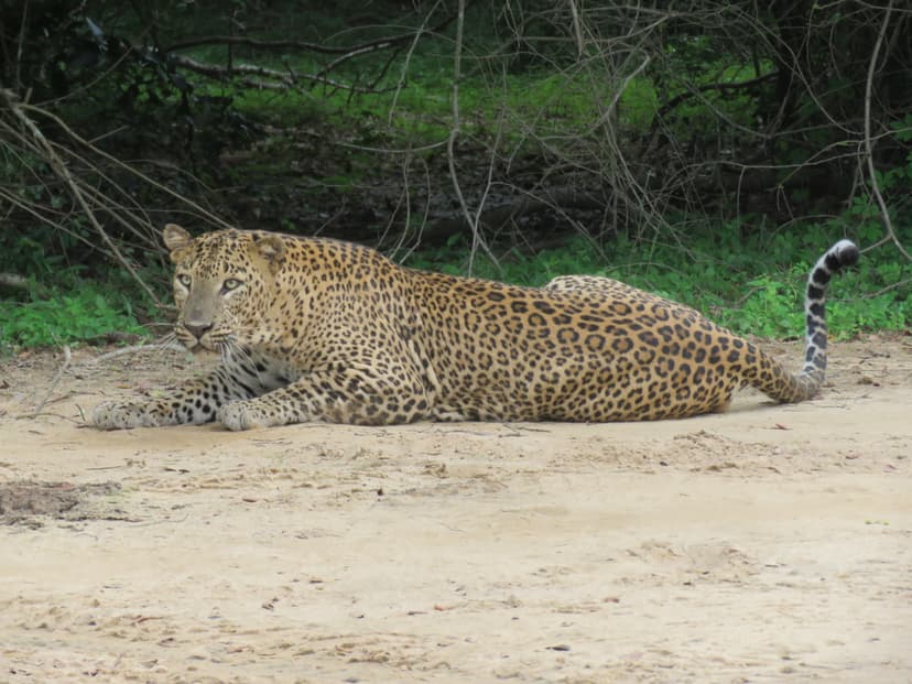 Leopard