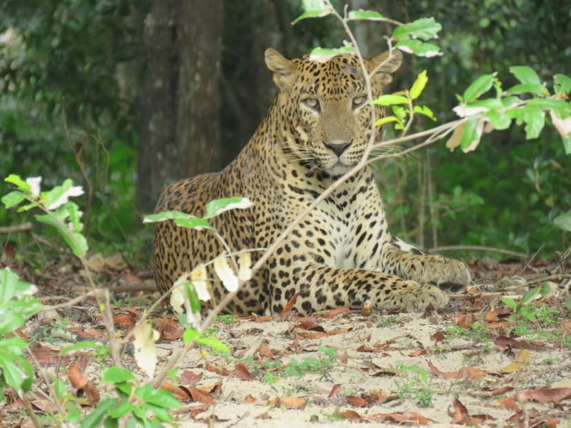 Leopard