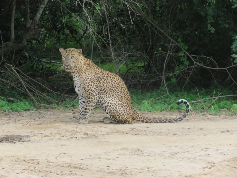 Leopard