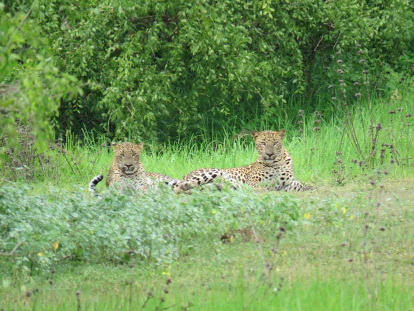 Leopard