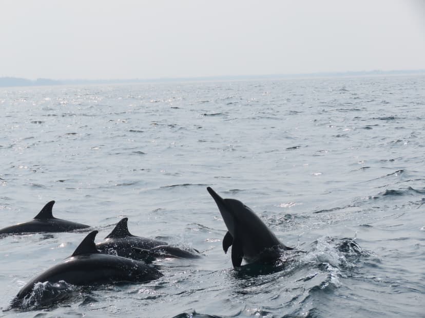 Spinner Dolphin