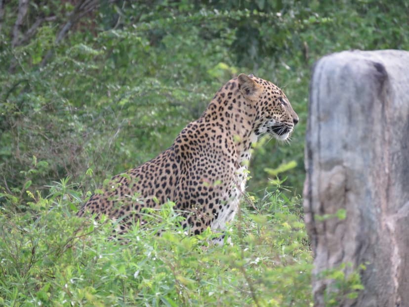 Leopard