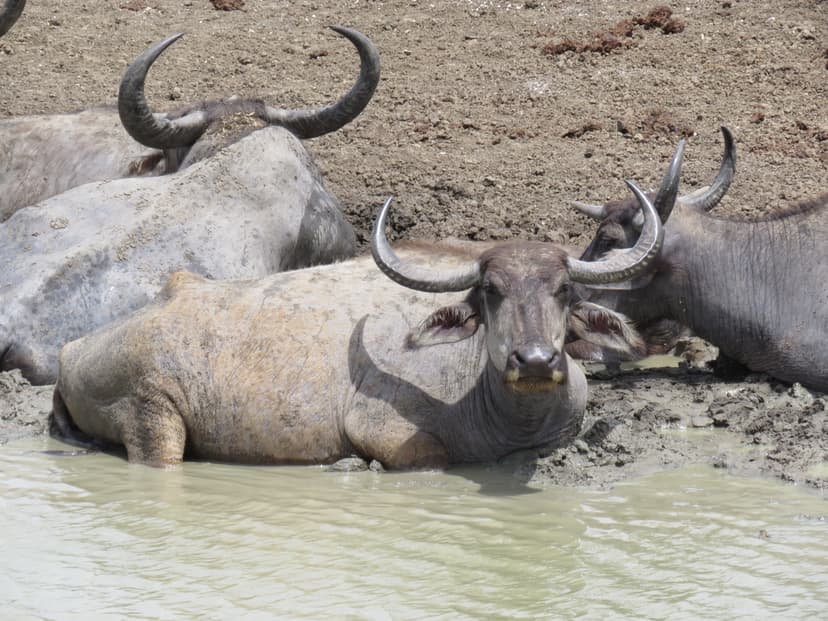  Indian Buffalo
