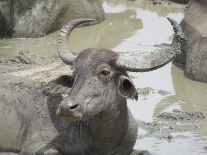 Indian Buffalo