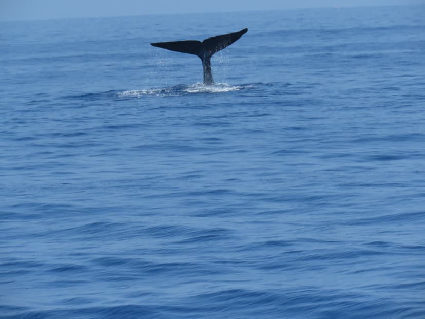 Blue whale