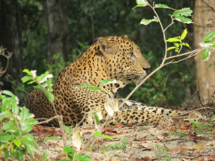 Leopard