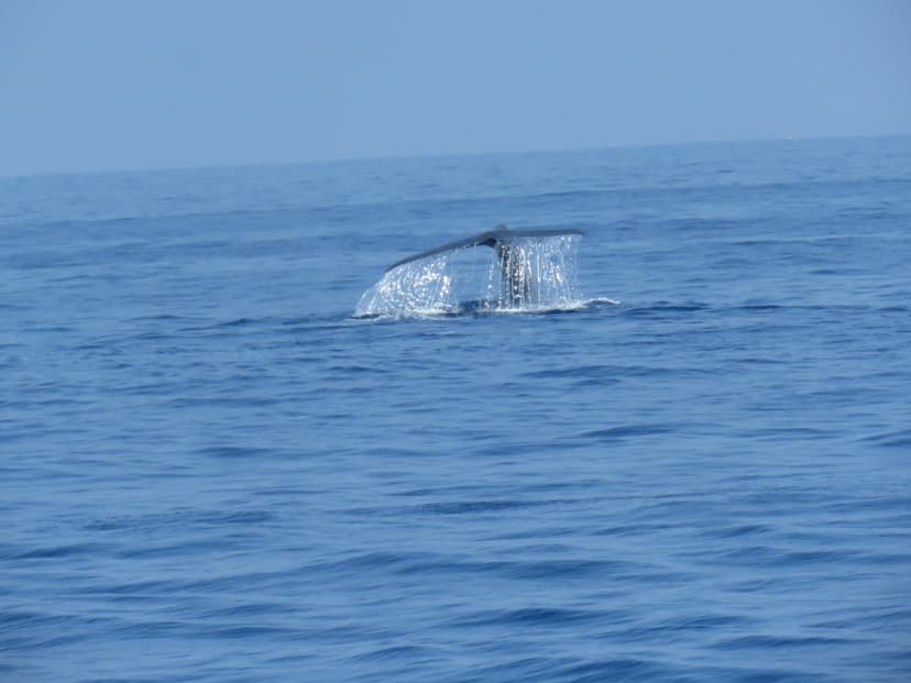 Blue whale