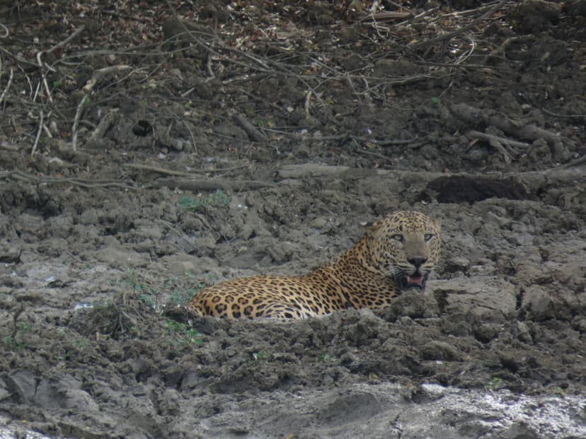 Leopard